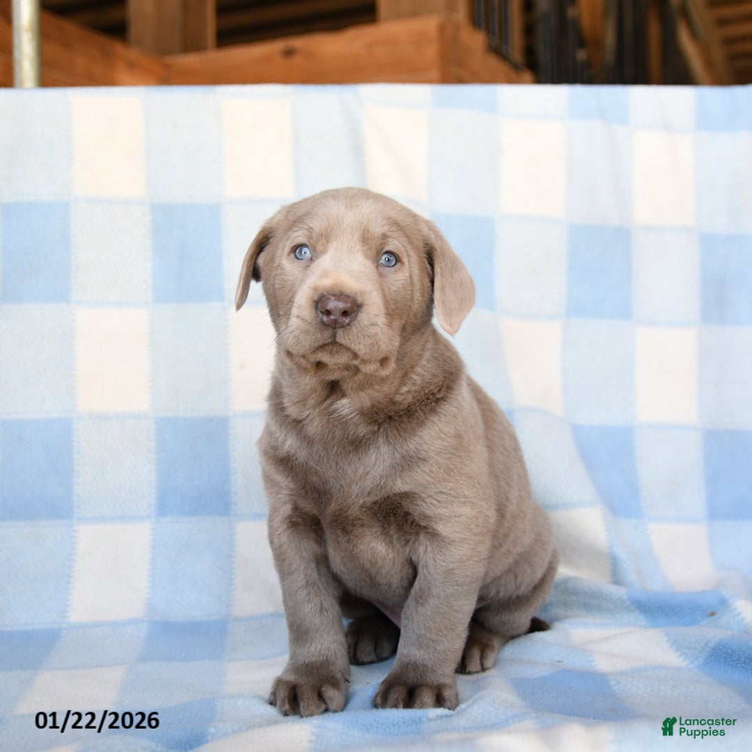 Labrador Retriever dogs for sale: Dusty - Ad 3