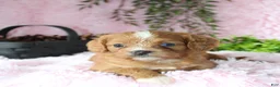Cavapoo dogs for sale: Cavapoo 7 - Ad 4