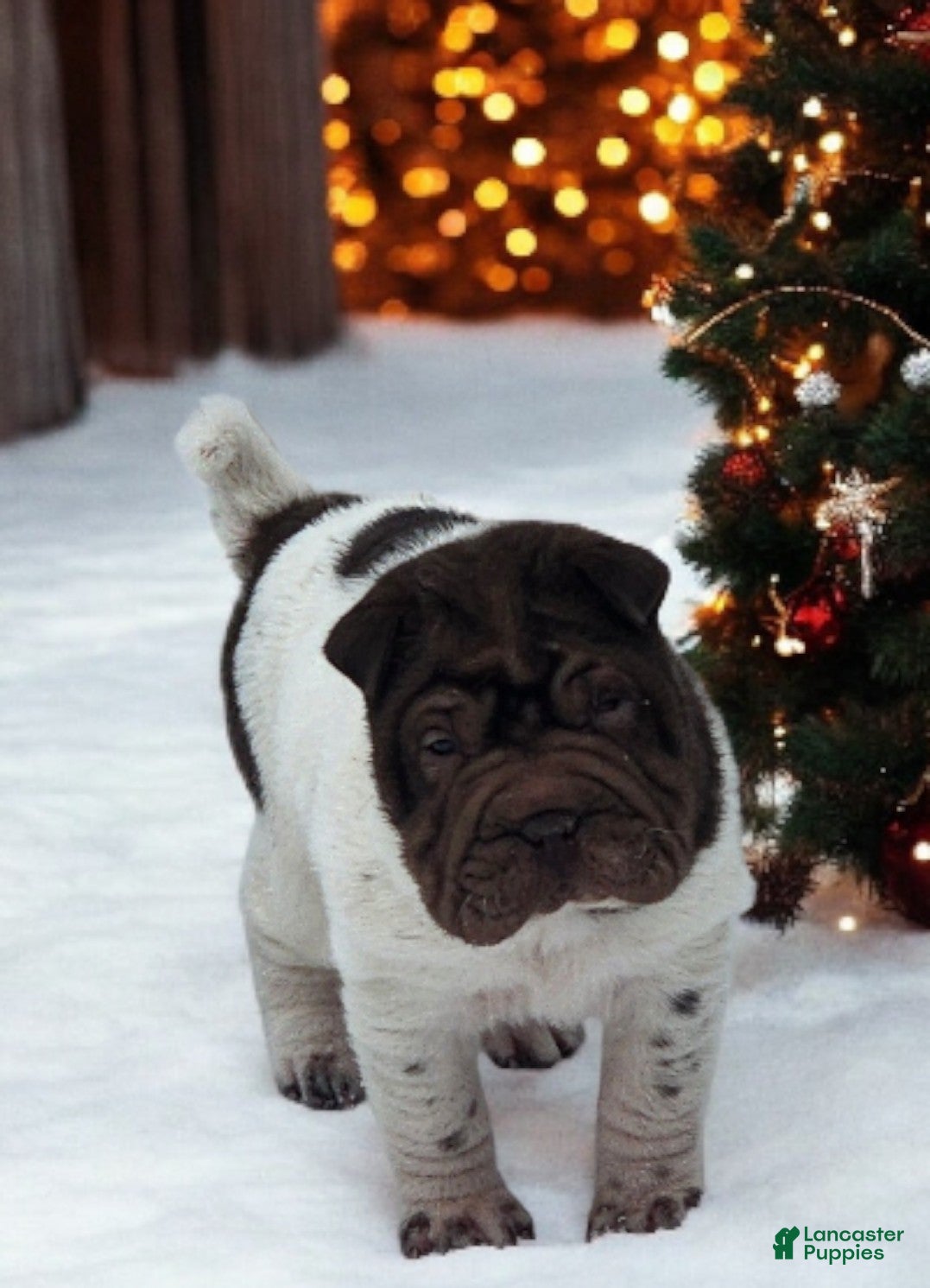 Shar Pei dogs Chucky chocolate flower mini  - Ad 5