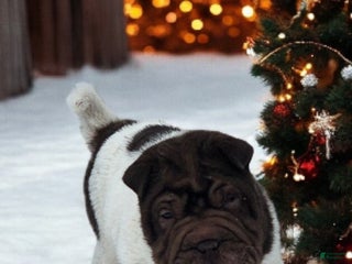 Shar Pei dogs Chucky chocolate flower mini - Ad 5