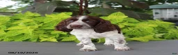 English Springer Spaniel dogs for sale: Misty - Ad 5