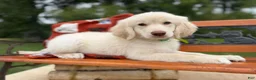 Mixed Breed dogs for sale: Gelato (Boy) - Ad 6