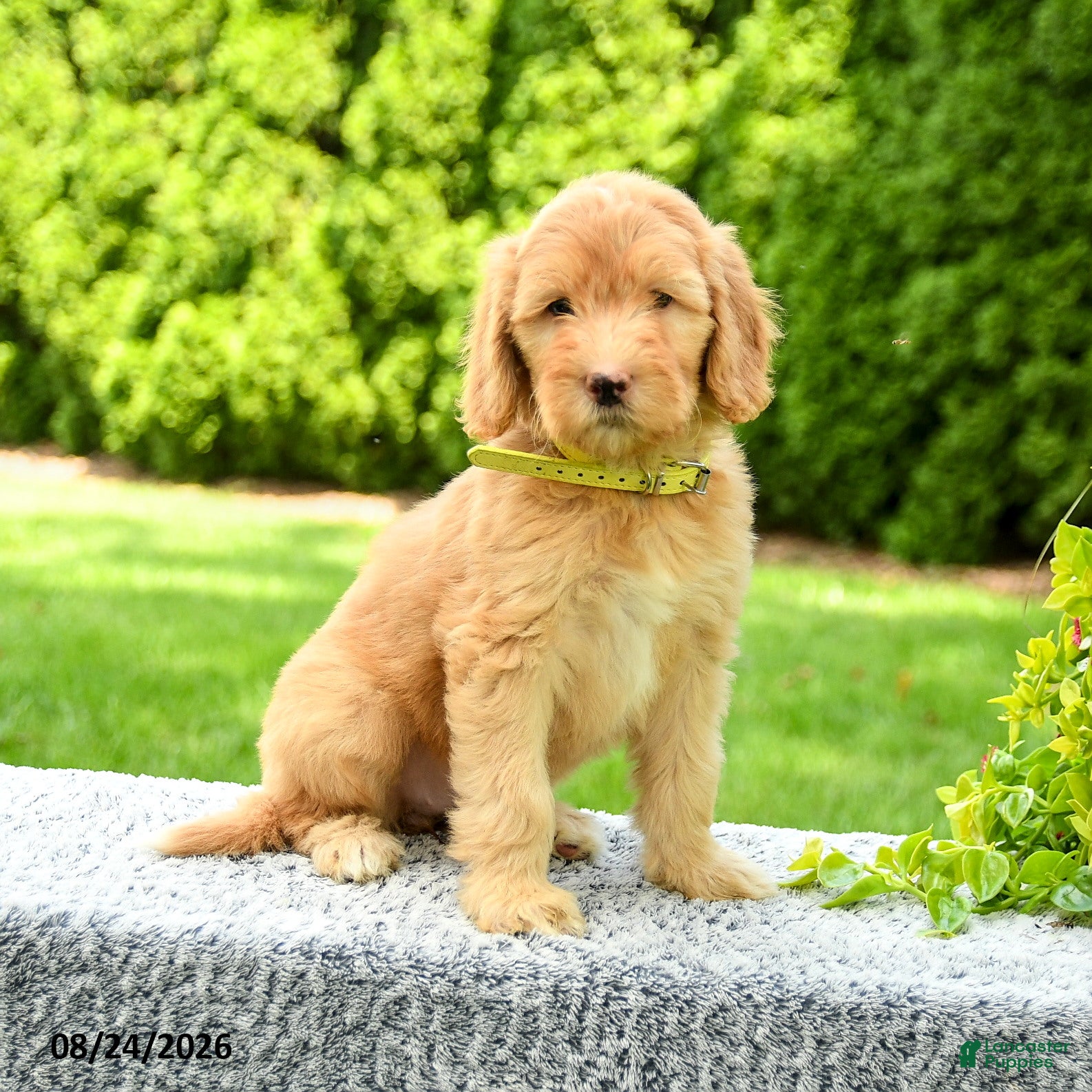 Mini Goldendoodle dogs Hanna - Ad 2