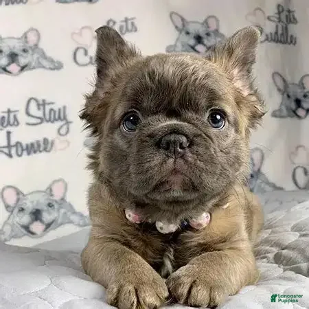 French Bulldog dogs French Bulldog Puppy 6 - Ad 3