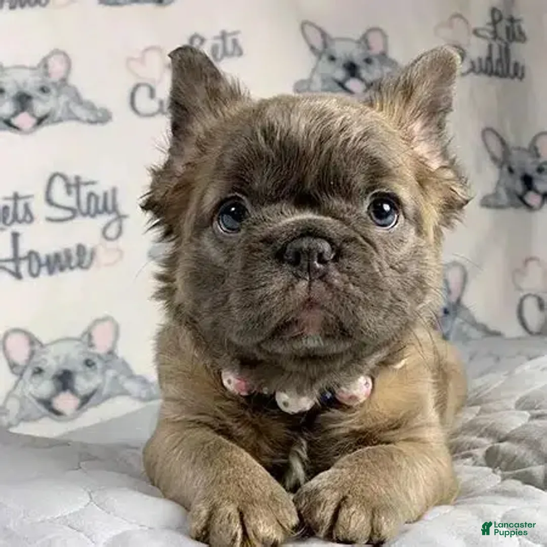 French Bulldog dogs for sale: French Bulldog Puppy 6 - Ad 1