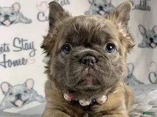 French Bulldog dogs French Bulldog Puppy 6 - Ad 3