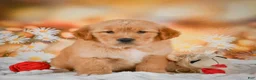 Golden Retriever dogs for sale: Rosie - Ad 11