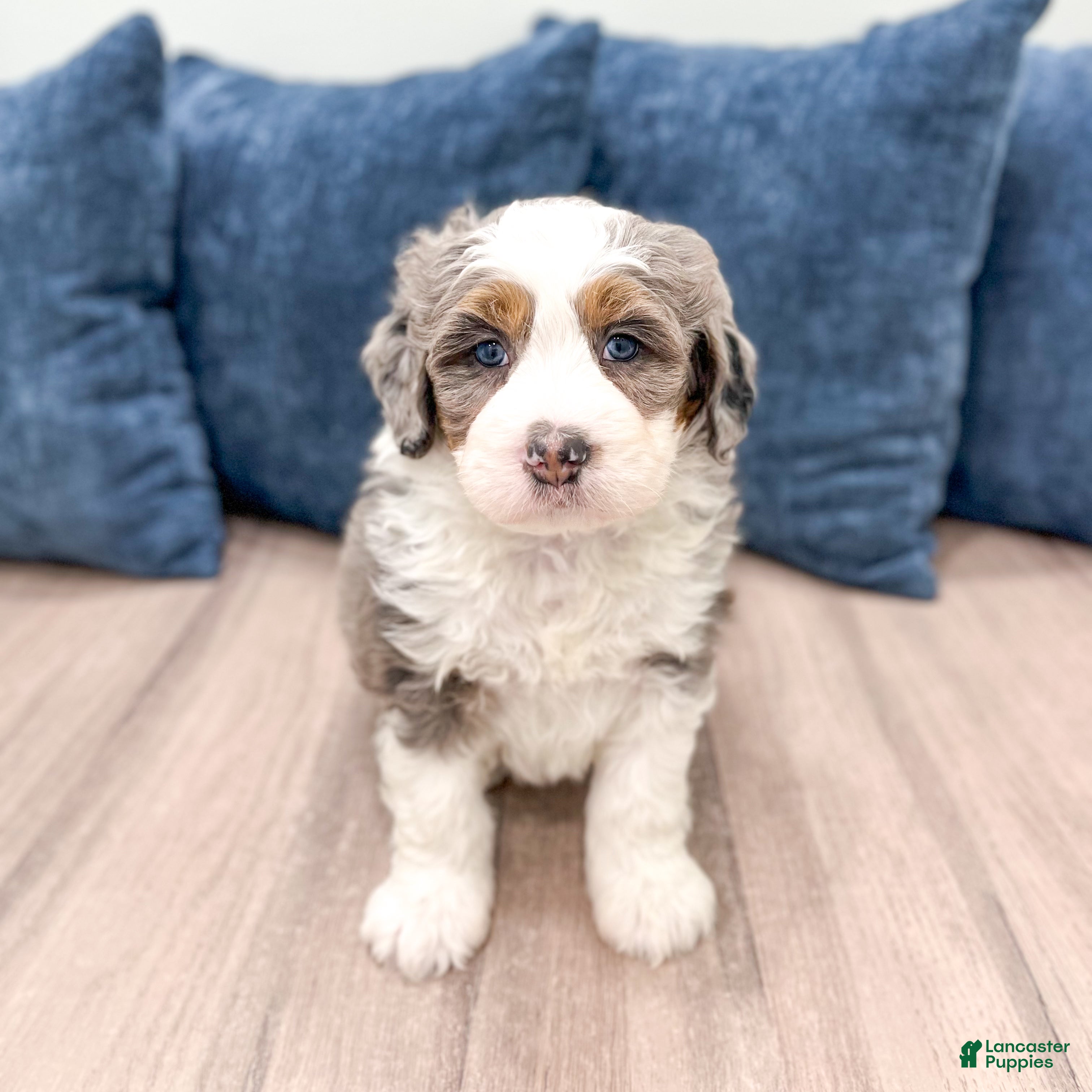 Mini Bernedoodle dogs Wally - Ad 2