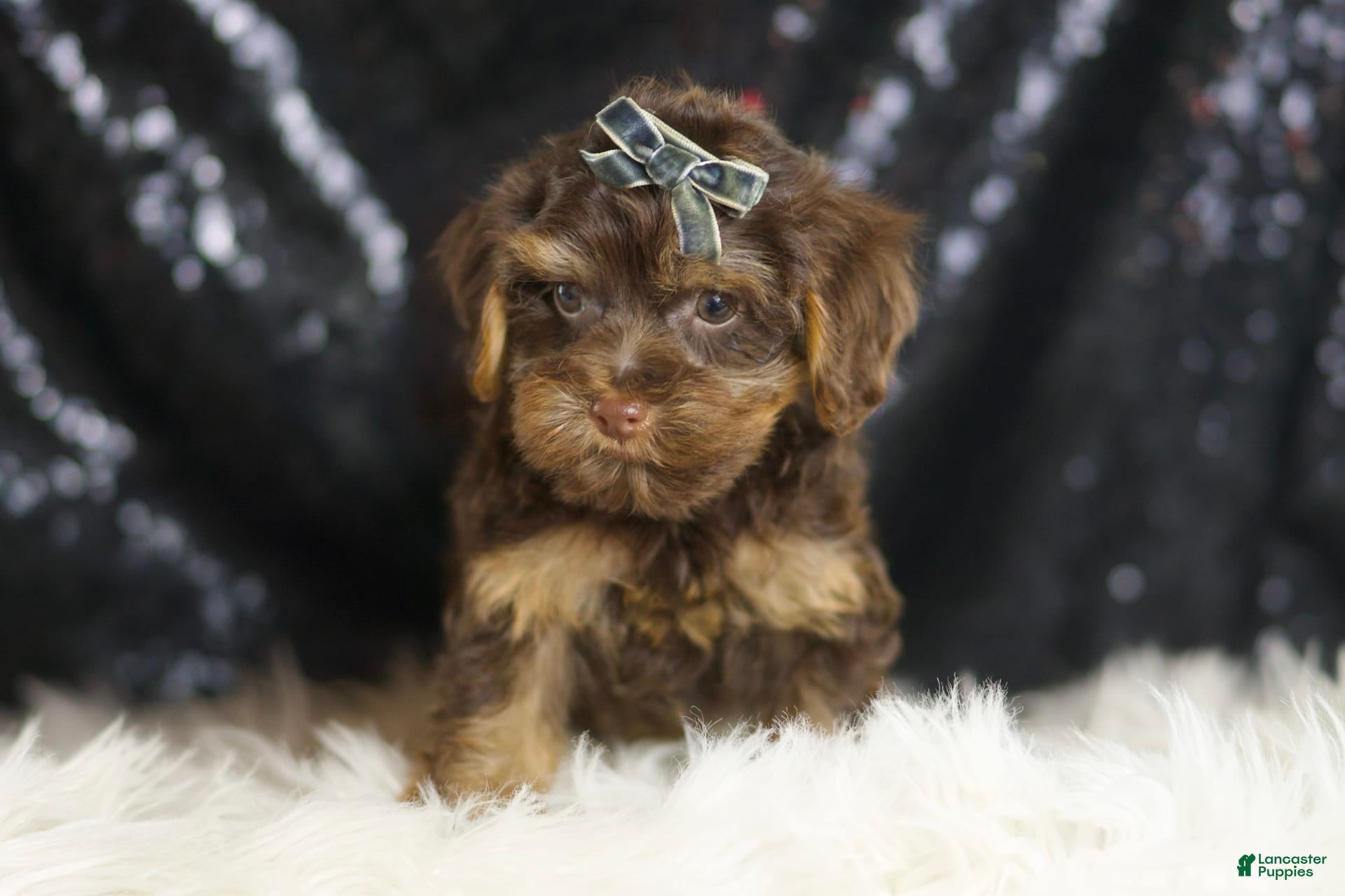 Yorkiepoo dogs Bugatti - Ad 2