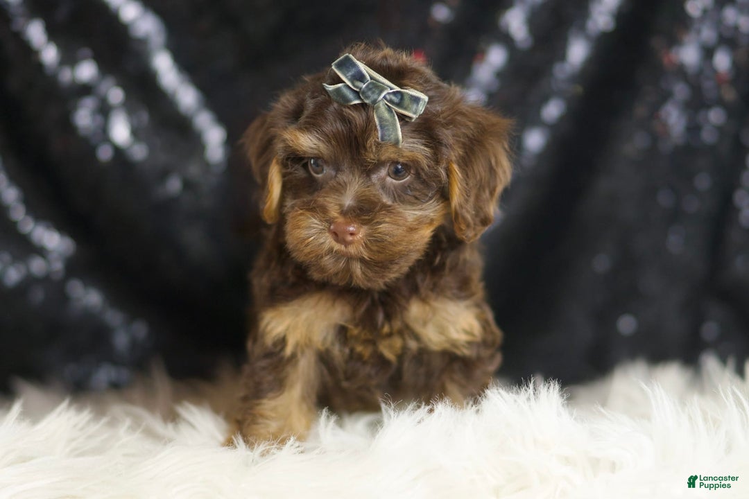 Yorkiepoo dogs for sale: Bugatti - Ad 2