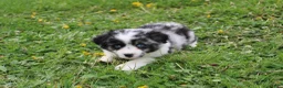 Miniature Australian Shepherd dogs for sale: Miniature Australian Shepherd Puppy 1 - Ad 7
