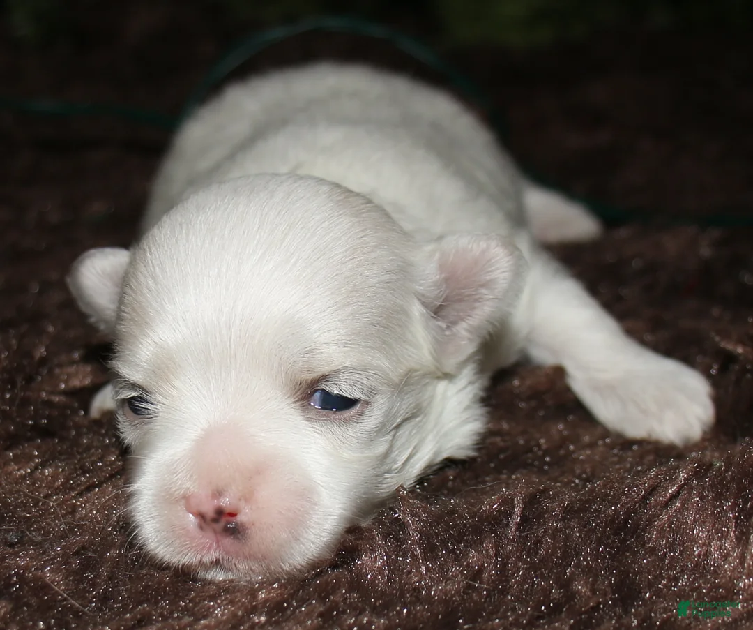 Maltese dogs for sale: Mable - Ad 30