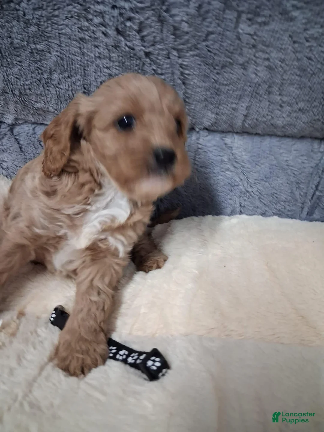 Cavapoo dogs for sale: Cavapoo 5 - Ad 1