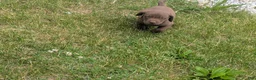 Labrador Retriever dogs for sale: Chocolate Male (Black) - Ad 3