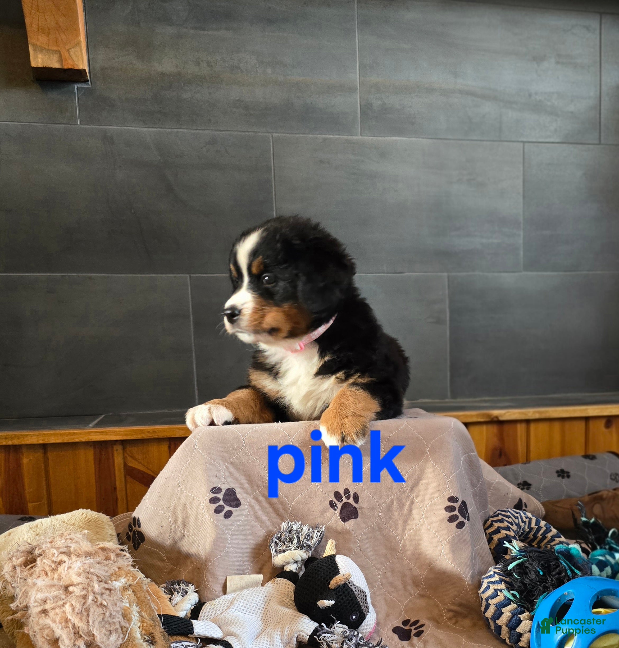 Bernese Mountain Dog dogs Pink - Ad 11