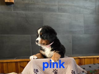 Bernese Mountain Dog dogs Pink - Ad 1