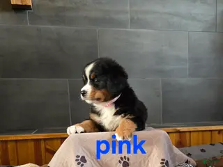 Bernese Mountain Dog dogs Pink - Ad 1