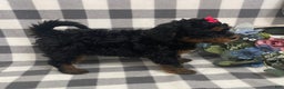 Mini Bernedoodle dogs for sale: Jade - Ad 2