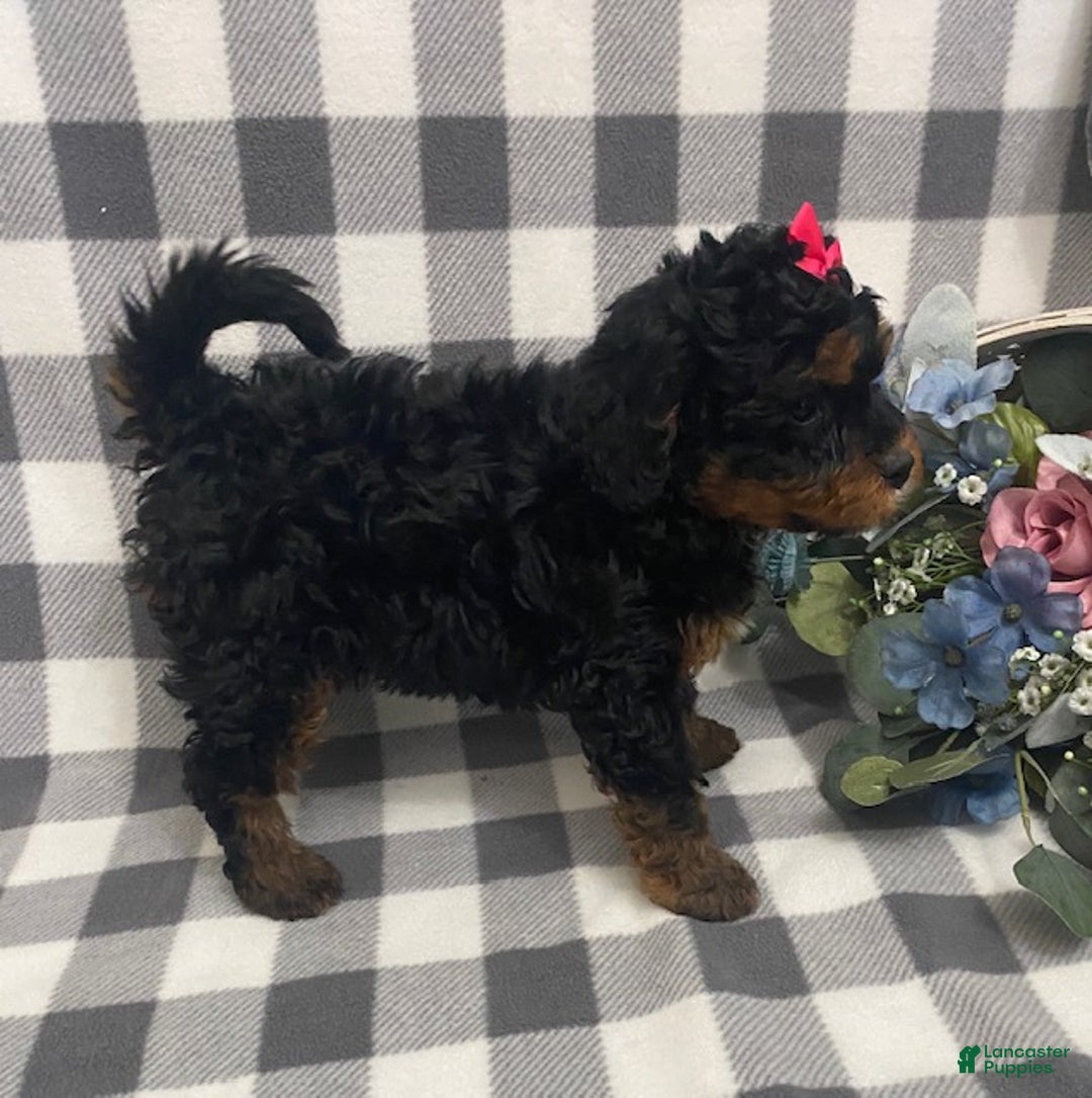 Mini Bernedoodle dogs for sale: Jade - Ad 2