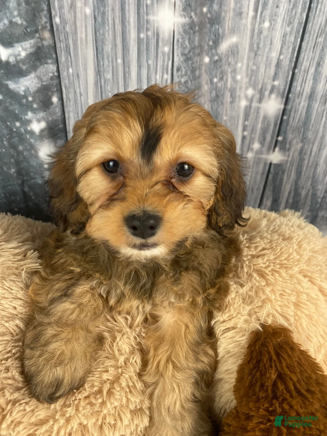 Cavapoo dogs for sale: Tilly - Ad 4