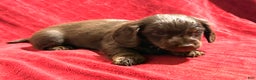 Miniature Dachshund dogs for sale: Miniature Dachshund Max - Ad 6