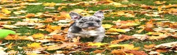 French Bulldog dogs for sale: Winnie - Ad 3