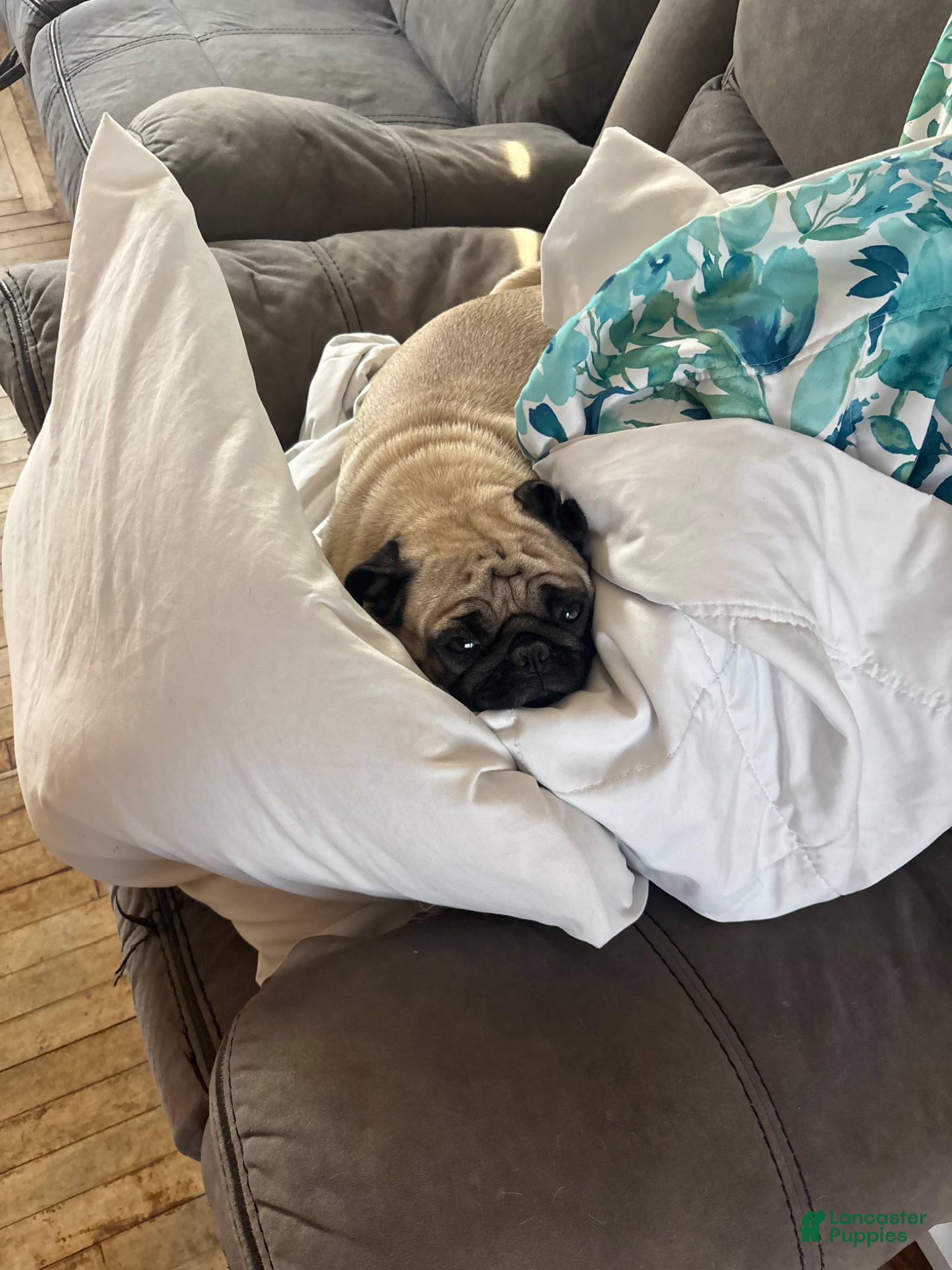Pug dogs for sale: Pug Puppy 1 - Ad 3