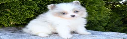 Pomeranian dogs for sale: Pomeranian Puppy 3 - Ad 3