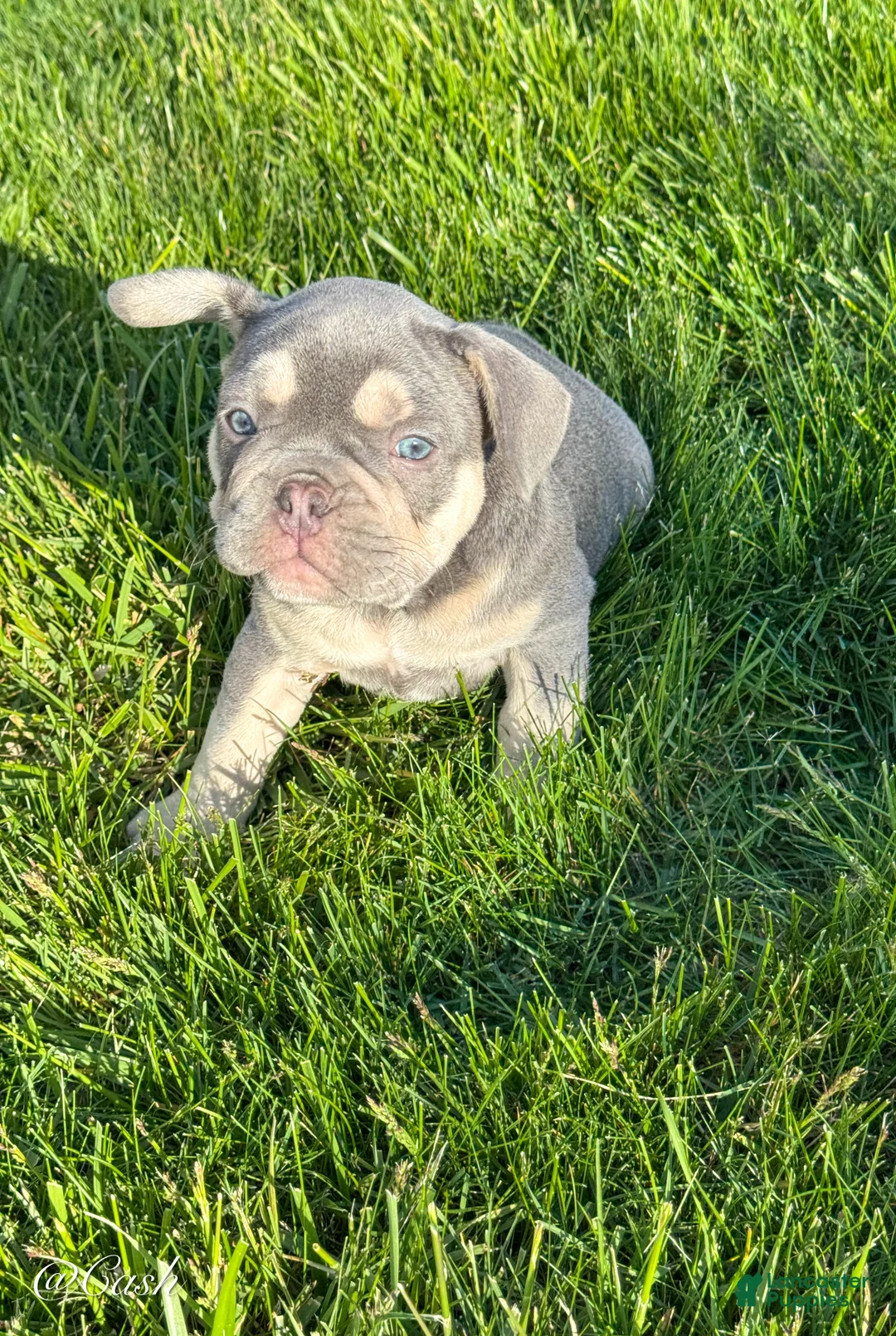 French Bulldog dogs for sale: Cash - Ad 1
