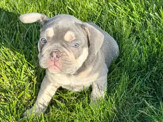French Bulldog dogs for sale: Cash - Ad 1