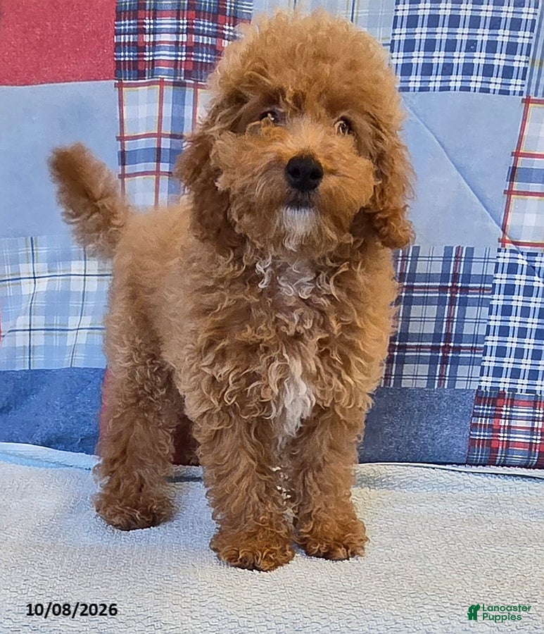 Mini Goldendoodle dogs Tiffany - Ad 1