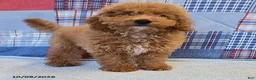Mini Goldendoodle dogs for sale: Tiffany - Ad 3