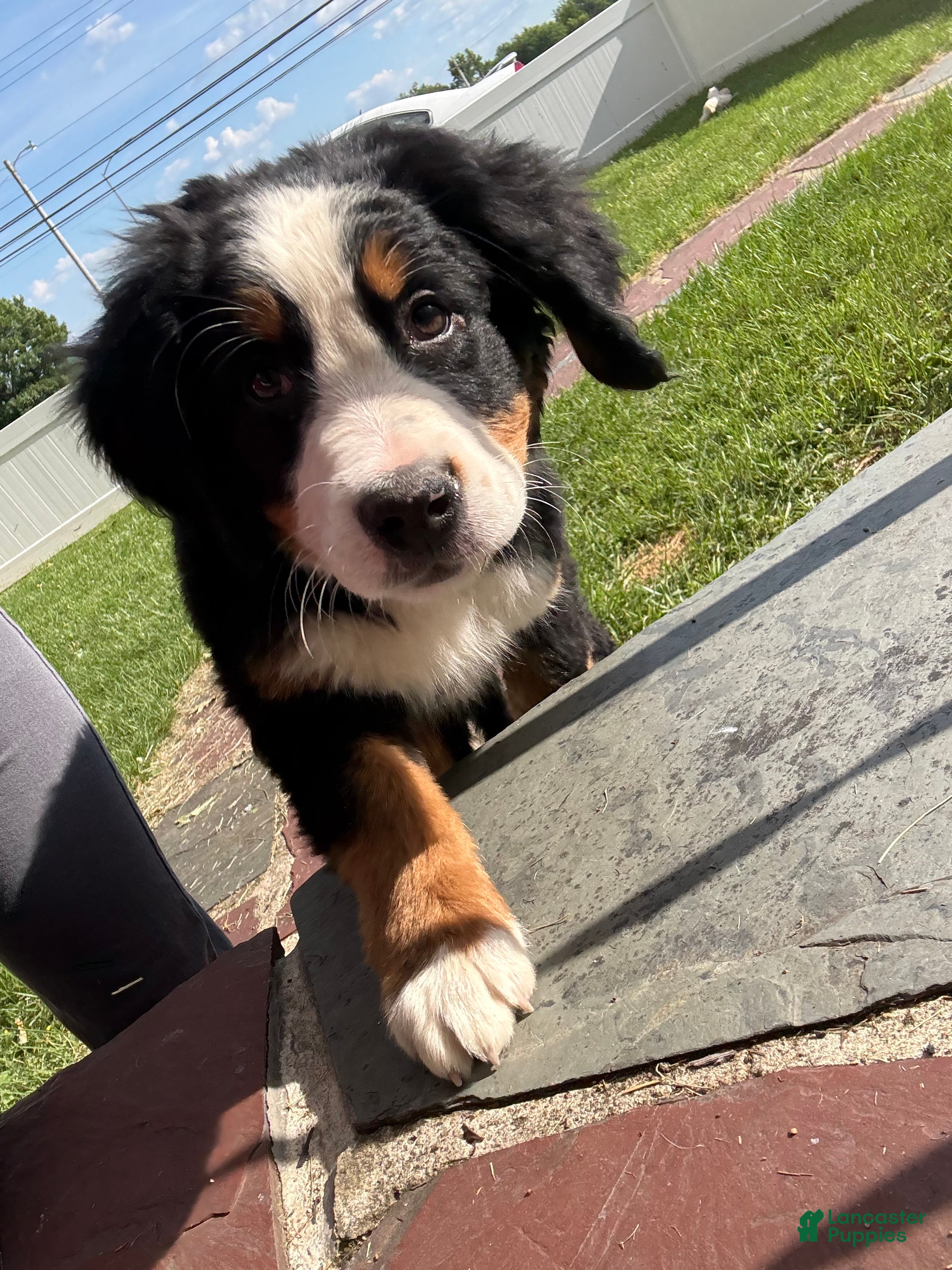 Bernese Mountain Dog dogs for sale: Baileys - Ad 3