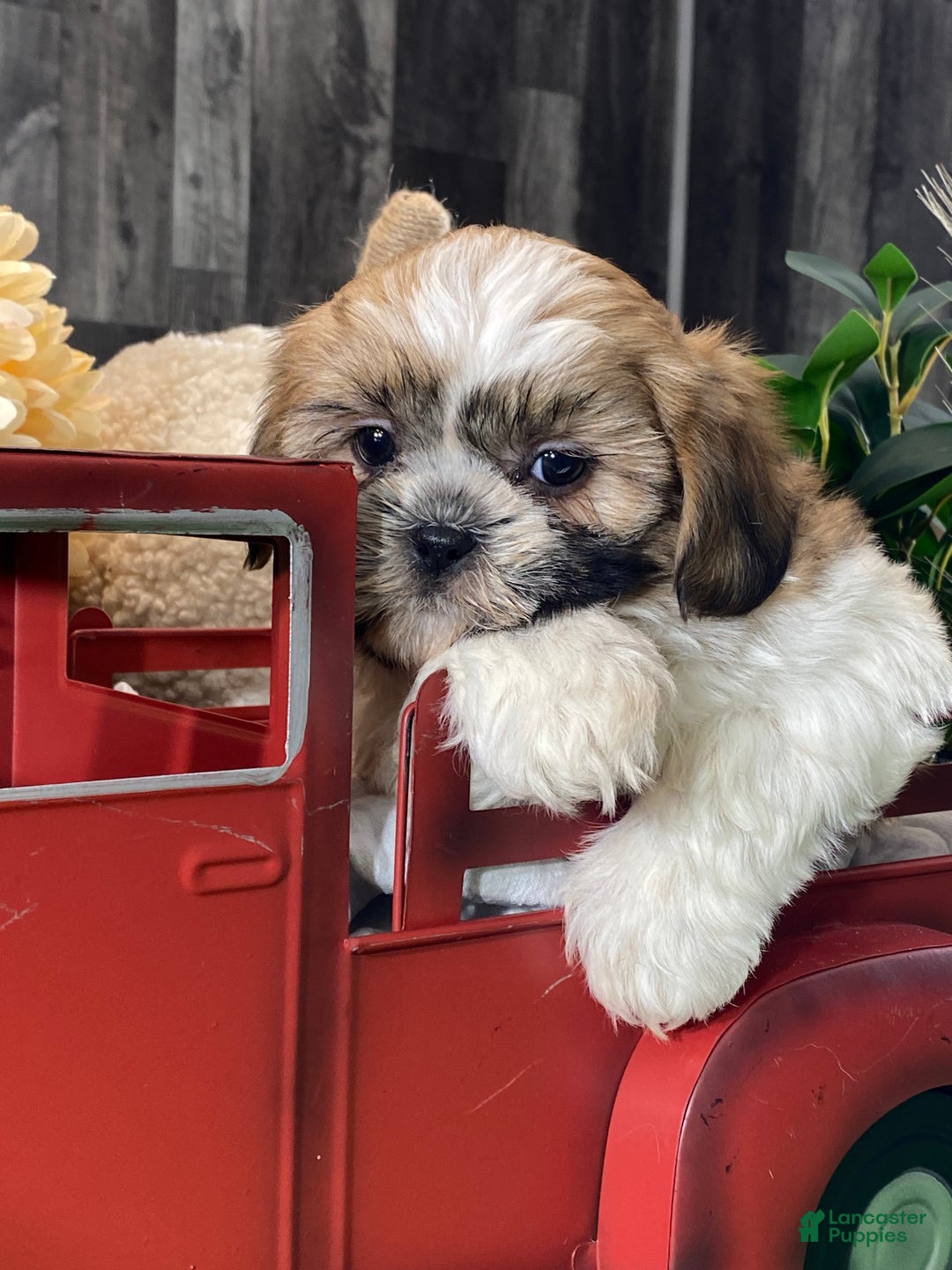 Shih Tzu dogs for sale: Snickers  - Ad 7