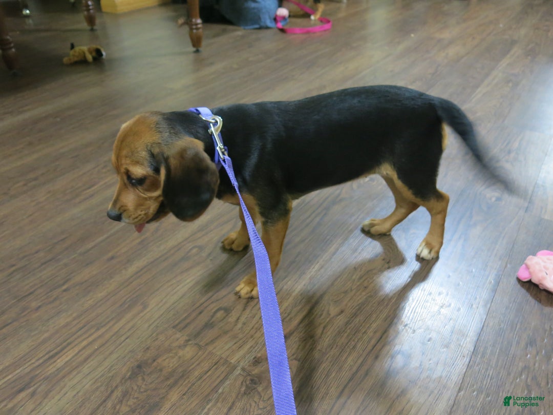 Beaglier dogs for sale: Velda - Ad 5