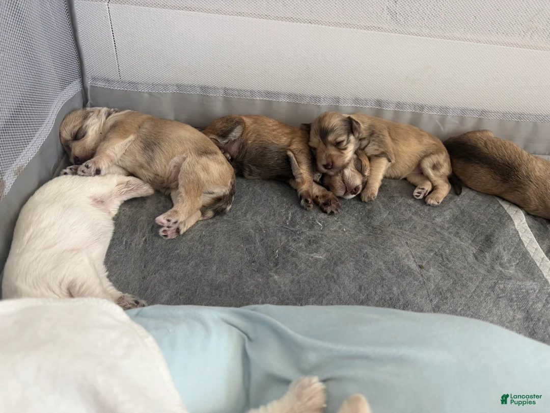 Miniature Schnauzer dogs for sale: Miniature Schnauzer Puppy 6 - Ad 2