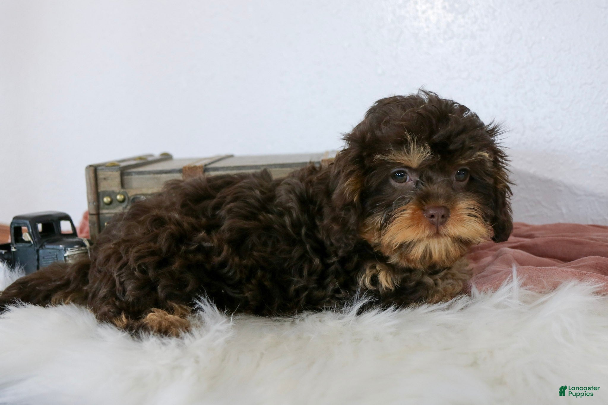 Cavapoo dogs Bailey - Ad 2