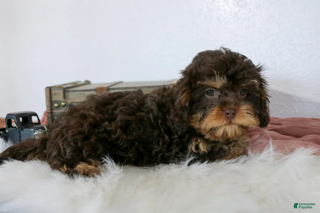 Cavapoo dogs for sale: Bailey - Ad 2