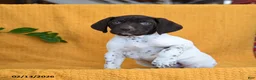 German Shorthaired Pointer dogs for sale: Boone - Ad 2