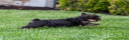 Yorkshire Terrier dogs for sale: Willy Yorkshire Terrier Puppy  - Ad 7