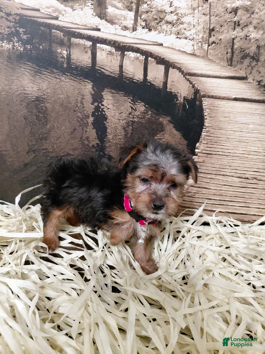 Yorkshire Terrier dogs for sale: Yorkshire Terrier Puppy 5 - Ad 1