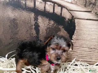 Yorkshire Terrier dogs Yorkshire Terrier Puppy 5 - Ad 22