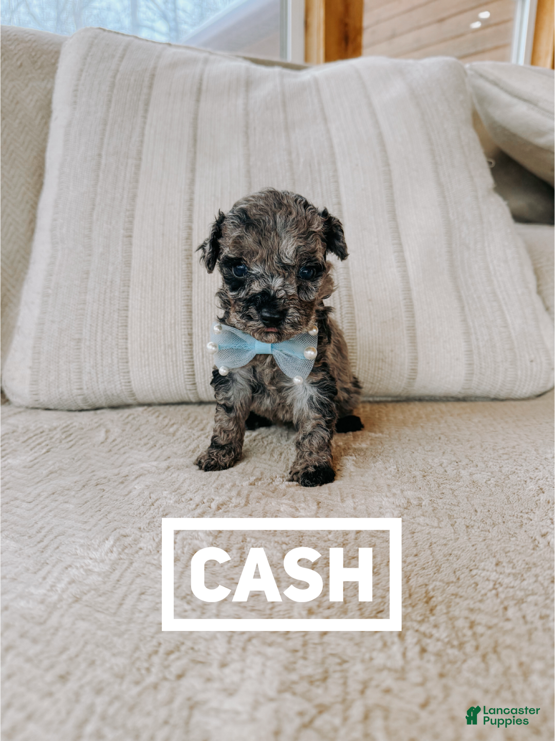 Toy Poodle dogs for sale: Toy Poodle Puppy 1 - Ad 1