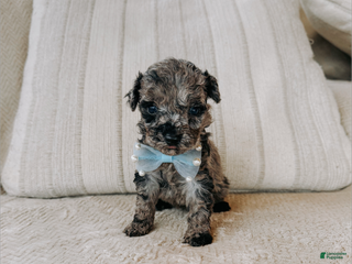 Toy Poodle dogs Toy Poodle Puppy 1 - Ad 10