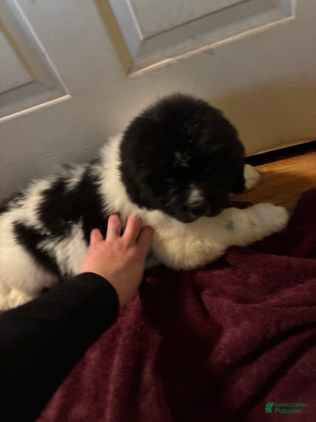 Newfoundland dogs for sale: Newfoundland Puppy 2 - Ad 1