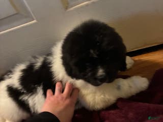 Newfoundland dogs Newfoundland Puppy 2 - Ad 1