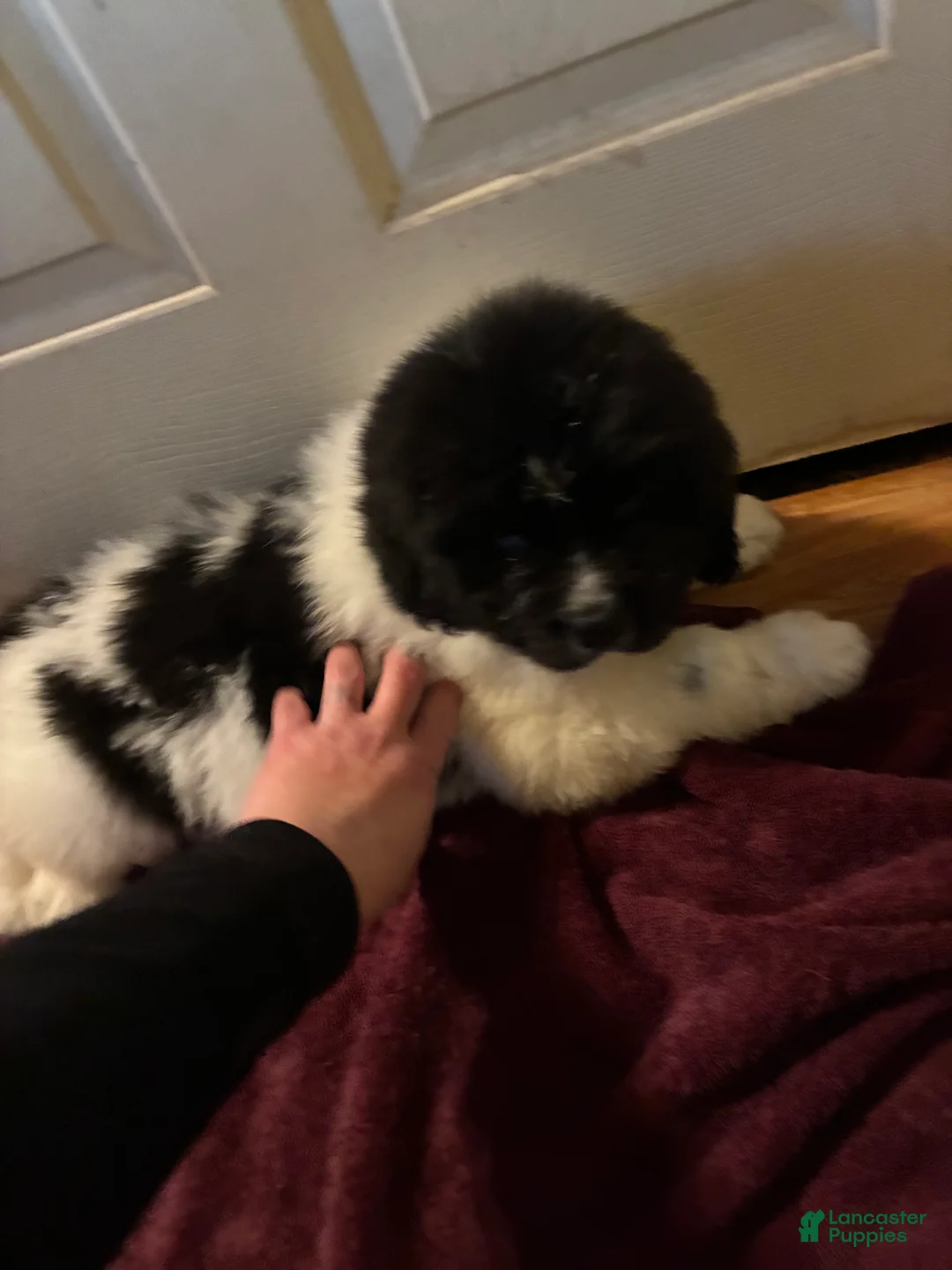 Newfoundland dogs for sale: Newfoundland Puppy 2 - Ad 1