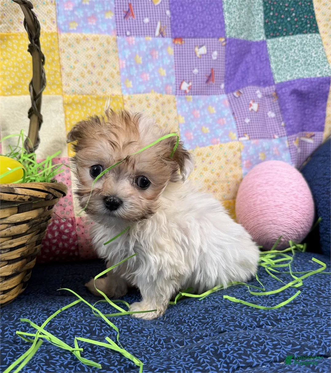 Maltipoo dogs for sale: Maltipoo Puppy 1 - Ad 2