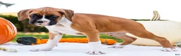 Boxer dogs for sale: Obee Boxer - Ad 5