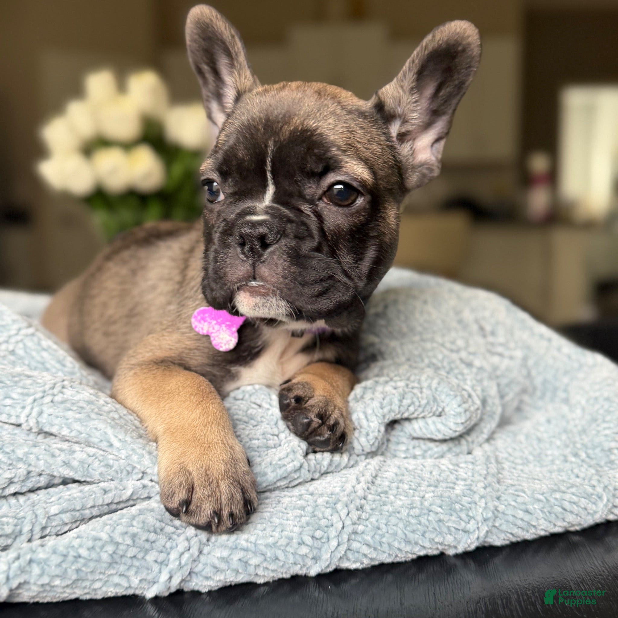 French Bulldog dogs Sweet and Spicy - Ad 35